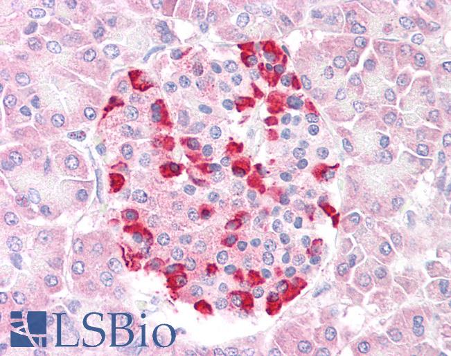 Anti-SOCS4 antibody IHC of human pancreas. Immunohistochemistry of formalin-fixed, paraffin-embedded tissue after heat-induced antigen retrieval. Antibody LS-B7332 concentration 3.75 ug/ml.