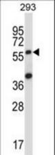 SOCS6 Antibody western blot of 293 cell line lysates (35 ug/lane). The SOCS6 antibody detected the SOCS6 protein (arrow).