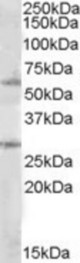 Antibody (1 ug/ml) staining of Daudi lysate (35 ug protein in RIPA buffer). Primary incubation was 1 hour. Detected by chemiluminescence