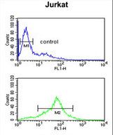 SOD1 Antibody flow cytometry of Jurkat cells (bottom histogram) compared to a negative control cell (top histogram). FITC-conjugated goat-anti-rabbit secondary antibodies were used for the analysis.