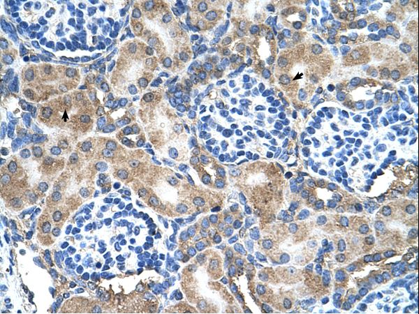 SOD1 / Cu/Zn Superoxide Dismutase antibody LS-C80767 was used in IHC to stain formalin-fixed, paraffin-embedded human kidney.