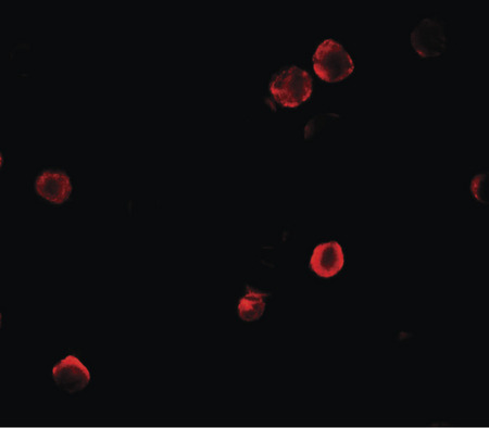 Immunofluorescence of SOGA1 in HeLa cells with SOGA1 antibody at 5 ug/ml.