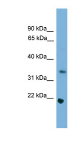SOHLH1 antibody LS-C116148 Western blot of NIH/3T3 cell lysate.