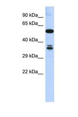 Western blot of Human 293T. SOHLH1 antibody dilution 1.0 ug/ml.