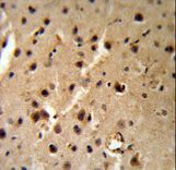PTHLH Antibody IHC of formalin-fixed and paraffin-embedded mouse brain tissue followed by peroxidase-conjugated secondary antibody and DAB staining.