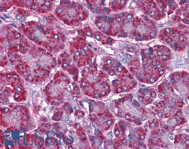 Anti-SORBS1 antibody IHC of human pancreas. Immunohistochemistry of formalin-fixed, paraffin-embedded tissue after heat-induced antigen retrieval. Antibody LS-B4347 concentration 3.75 ug/ml.