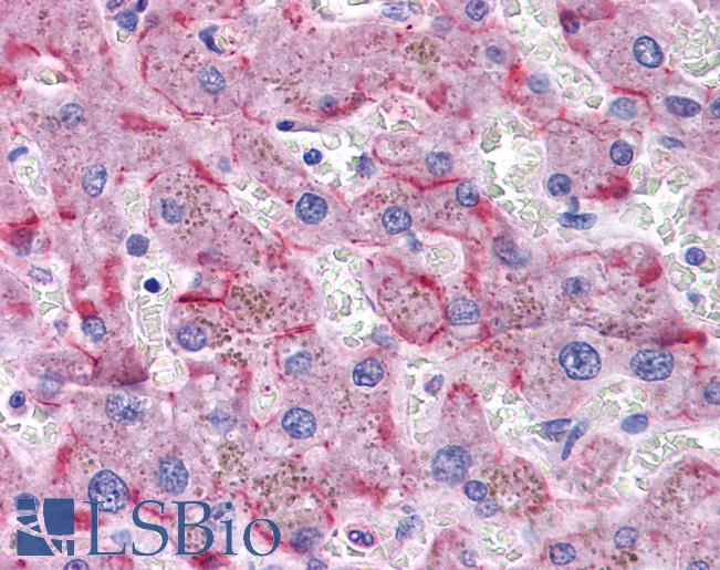 Anti-SORBS1 antibody IHC of human liver. Immunohistochemistry of formalin-fixed, paraffin-embedded tissue after heat-induced antigen retrieval. Antibody LS-B4347 concentration 3.75 ug/ml.