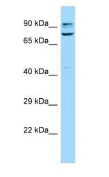 SORBS1 / Ponsin antibody Western Blot of Mouse Testis.