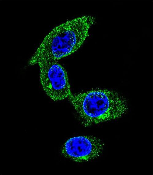 Confocal immunofluorescent of SORBS1 Antibody with MDA-MB231 cell followed by Alexa Fluor 488-conjugated goat anti-rabbit lgG (green). DAPI was used to stain the cell nuclear (blue).