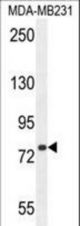 SORBS1 Antibody western blot of MDA-MB231 cell line lysates (35 ug/lane). The SORBS1 antibody detected the SORBS1 protein (arrow).