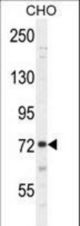 SORBS1 Antibody western blot of CHO cell line lysates (35 ug/lane). The SORBS1 antibody detected the SORBS1 protein (arrow).