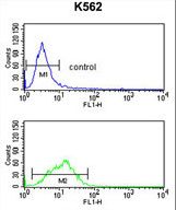 PTHLH Antibody flow cytometry of K562 cells (bottom histogram) compared to a negative control cell (top histogram). FITC-conjugated goat-anti-rabbit secondary antibodies were used for the analysis.