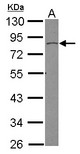 Sample (30 ug of whole cell lysate) A: HepG2 10% SDS PAGE SORBS3 antibody diluted at 1:500