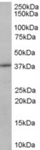 Antibody (0.1 ug/ml) staining of Mouse Kidney lysate (35 ug protein in RIPA buffer). Primary incubation was 1 hour. Detected by chemiluminescence.