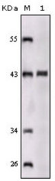 Western blot using SORL1 mouse monoclonal antibody against truncated SORL1 recombinant protein.