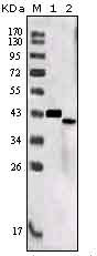 Western blot using SORL1 mouse monoclonal antibody against truncated SORL1 recombinant protein (1) and SORL1 (aa2159-2214)-hIgGFc transfected CHO-K1 cell lysate (2).