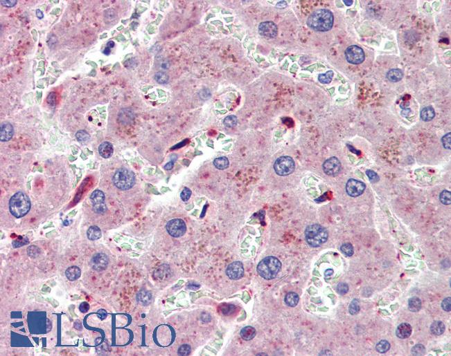 Anti-SOS1 antibody IHC of human liver. Immunohistochemistry of formalin-fixed, paraffin-embedded tissue after heat-induced antigen retrieval. Antibody LS-B4169 concentration 3.75 ug/ml.