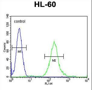 SOS2 Antibody flow cytometry of HL-60 cells (right histogram) compared to a negative control cell (left histogram). FITC-conjugated goat-anti-rabbit secondary antibodies were used for the analysis.