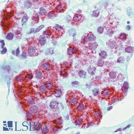 Immunohistochemistry of Human Parathyroid Gland stained with anti-Parathyroid Hormone Receptor 1 antibody