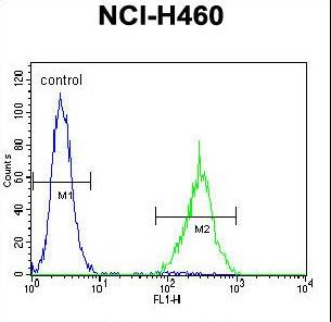 SOX1 Antibody flow cytometry of NCI-H460 cells (right histogram) compared to a negative control cell (left histogram). FITC-conjugated goat-anti-rabbit secondary antibodies were used for the analysis.