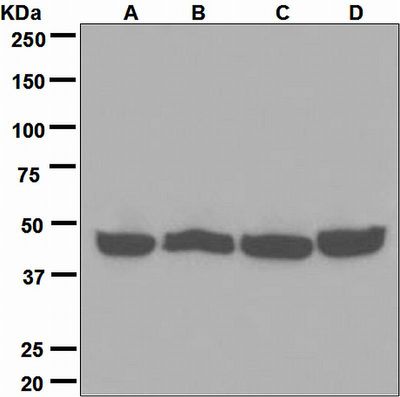 Western blot analysis on (A) NCCIT, (B) SH-SY5Y, (C) MCF-7, and (D) HeLa cell lysates using anti-SOX1 antibody.