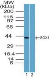 Western blot of SOX1 in human brain lysate in the 1) absence and 2) presence of immunizing peptide using LS-C148575 at 2.0 ug/ml. Goat anti-rabbit Ig HRP secondary antibody, and PicoTect ECL substrate solution, were used for this test.
