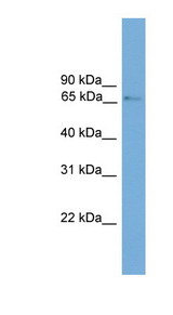 PROX2 antibody LS-C116121 Western blot of Mouse Brain lysate.