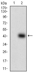 Western blot using SOX10 monoclonal antibody against HEK293 (1) and SOX10 (AA: 147-252)-hIgGFc transfected HEK293 (2) cell lysate.