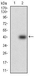Western blot using SOX10 monoclonal antibody against HEK293 (1) and SOX10 (AA: 147-252)-hIgGFc transfected HEK293 (2) cell lysate.