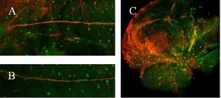 Whole-mount IHC analysis of Sox-10 zebrafish embryo. Sox-10 is stained green, and acetylated tubulin in stained red. Fish are 48 hours post fertilization (hpf), fixed with 4% PFA and permeabilized with proteinase K. Sox-10 is shown in Schwann cells and pigments cells in the turn (A) and along the posterior lateral line nerve (PLLn) (B), and in other neural crest derivatives in the head (C).
