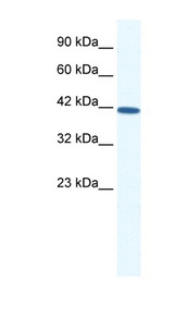 SOX11 antibody LS-B1567 Western blot of HepG2 cell lysate.