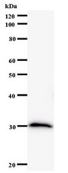 Western blot of immunized recombinant protein using SOX12 antibody.