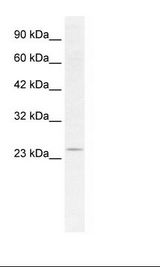 HepG2 Cell Lysate
