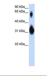 Transfected 293T cell lysate. Antibody concentration: 1.0 ug/ml. Gel concentration: 12%.