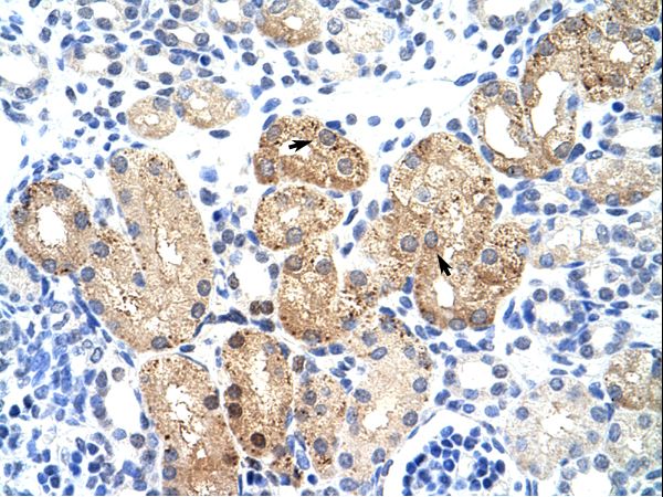 SOX15 antibody LS-C31827 was used in IHC to stain formalin-fixed, paraffin-embedded human kidney.