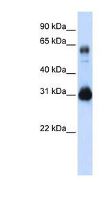 SOX15 antibody LS-C101439 Western blot of Transfected 293T cell lysate.
