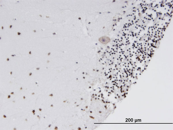 Immunoperoxidase of monoclonal antibody to SOX15 on formalin-fixed paraffin-embedded human cerebellum. [antibody concentration 3 ug/ml]