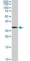 SOX15 monoclonal antibody (M02), clone 2C1. Western blot of SOX15 expression in HeLa NE.