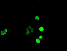 Anti-SOX17 mouse monoclonal antibody immunofluorescent staining of COS7 cells transiently transfected by pCMV6-ENTRY SOX17.