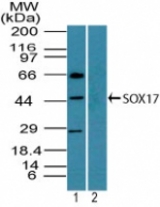 Western blot of SOX17 in mouse embryo brain lysate in the 1) absence and 2) presence of immunizing peptide using LS-C148617 at 2 ug/ml. Goat anti-rabbit Ig HRP secondary antibody, and PicoTect ECL substrate solution, were used for this test.