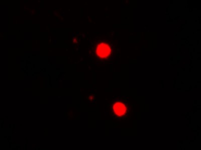 Immunofluorescence of SOX17 in mouse liver tissue with SOX17 antibody at 20 ug/ml.