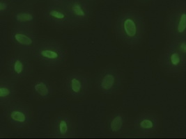 Immunofluorescent staining of HeLa cells using anti-SOX17 mouse monoclonal antibody.