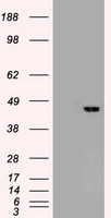 Sox17 antibody (3B10) at 1:10000 dilution, (2F9,3H5) at 1:5000 dilution + Lysate from HEK-293T cells transfected with human Sox17 expression vector.