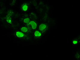 Anti-SOX17 mouse monoclonal antibody immunofluorescent staining of COS7 cells transiently transfected by pCMV6-ENTRY SOX17.