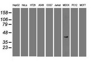 Western blot of extracts (35 ug) from 9 different cell lines by using anti-SOX17 monoclonal antibody.