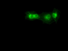 Anti-SOX17 mouse monoclonal antibody immunofluorescent staining of COS7 cells transiently transfected by pCMV6-ENTRY SOX17.