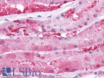 Anti-PTH1R antibody LS-A761 IHC of human kidney, renal tubules. Immunohistochemistry of formalin-fixed, paraffin-embedded tissue after heat-induced antigen retrieval.