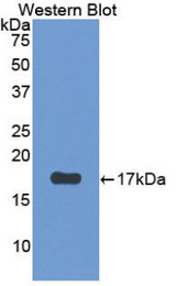 Western blot of recombinant PTHR2 / PTH2R.