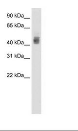 MCF7 Cell Lysate