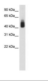 MCF7 Cell Lysate
